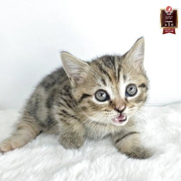 マンチカン(短足)【茨城県・女の子・2025年9月16日・ブラウンスポッテッドタビー】の写真「ぱっちりおめめ大きくてかわいい♥️」