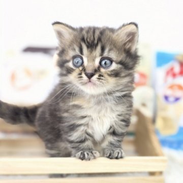マンチカン(短足)【茨城県・女の子・2025年4月9日・ブラウンタビー】の写真「短足可愛い子は、みんなの注目の的！」