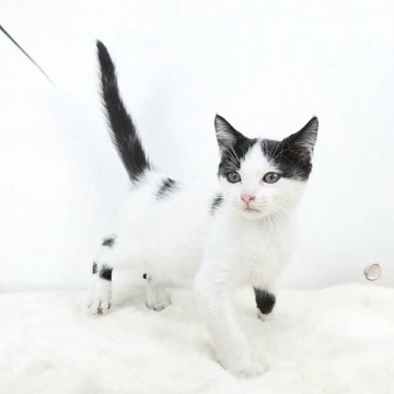 マンチカン(長足)【茨城県・男の子・2025年6月14日・ブラック&ホワイト】の写真「アザトカワイイ🩵」