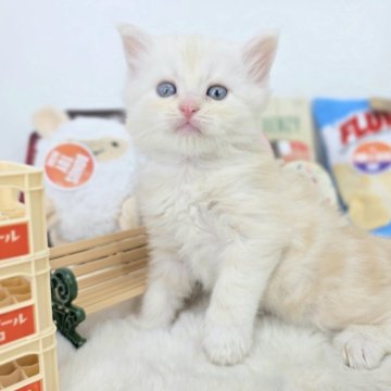 マンチカン(長足)【茨城県・男の子・2025年4月9日・クリームタビー】の写真「クリームは、優しい色合いが人気！」