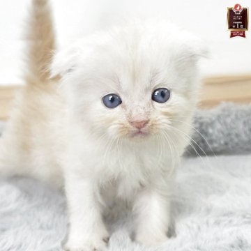 マンチカン(長足)【茨城県・男の子・2025年10月19日・クリームタビー】の写真「バブでかわいいね！！」