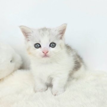 マンチカン(短足)【茨城県・女の子・2025年6月7日・ダイリュートキャリコ】の写真「一目惚れするやろー✨😍✨」