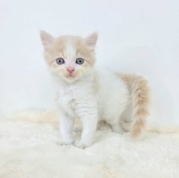 マンチカン(長足)【茨城県・男の子・2025年5月29日・クリームタビーホワイト】の写真「一緒に遊びませんか？」