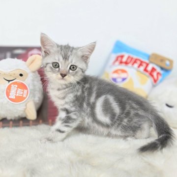 マンチカン(長足)【茨城県・男の子・2025年5月1日・ブルータビー】の写真「僕の幸せは、あなた次第！」
