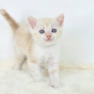マンチカン(長足)【茨城県・女の子・2025年5月29日・クリームタビーホワイト】の写真「兄妹の中で１番は、魅力的なヒ・ト・ミ✨」
