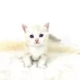 マンチカン(短足)