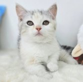 ジェネッタ