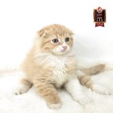 マンチカン(長足)