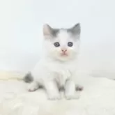 マンチカン(長足)