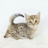 ジェネッタ