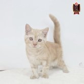 マンチカン(長足)