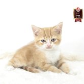 マンチカン(長足)