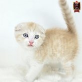 マンチカン(長足)