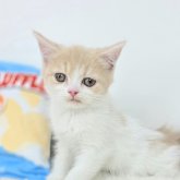 ジェネッタ