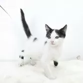 マンチカン(長足)