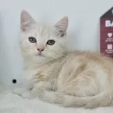 ジェネッタ
