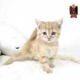 マンチカン(長足)