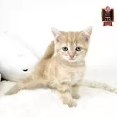 マンチカン(長足)