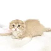 マンチカン(長足)
