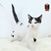 マンチカン(長足)