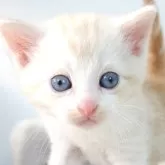 マンチカン(長足)【茨城県・男の子・2024年11月29日・クリームタビーホワイト】の写真1