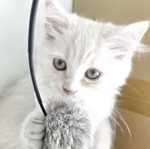 マンチカン(長足)