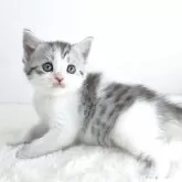 マンチカン(長足)【茨城県・女の子・2025年9月16日・シルバーパッチドタビー&ホワイト】の写真2