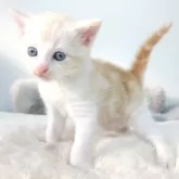 マンチカン(長足)【茨城県・男の子・2024年11月29日・クリームタビーホワイト】の写真2