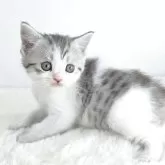 マンチカン(長足)【茨城県・女の子・2025年9月16日・シルバーパッチドタビー&ホワイト】の写真3