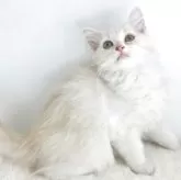 マンチカン(長足)【茨城県・男の子・2025年8月13日・クリームタビーホワイト】の写真5