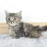 マンチカン(短足)【茨城県・女の子・2025年9月9日・シルバータビー&ブラウン】の写真3