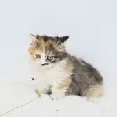 マンチカン(短足)【茨城県・女の子・2025年6月13日・キャリコ】の写真2