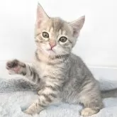 ジェネッタ【茨城県・女の子・2025年11月25日・シルバースポテッドタビー】の写真4