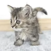 マンチカン(短足)【茨城県・女の子・2025年9月9日・シルバータビー&ブラウン】の写真4