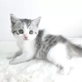 マンチカン(長足)【茨城県・女の子・2025年9月16日・シルバーパッチドタビー&ホワイト】の写真4