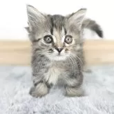 マンチカン(短足)【茨城県・女の子・2025年9月9日・シルバータビー&ブラウン】の写真5