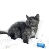 マンチカン(長足)【茨城県・女の子・2025年5月24日・ブラックスモークホワイト】の写真5