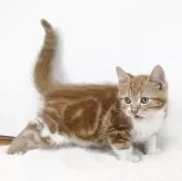 マンチカン(長足)【茨城県・男の子・2025年7月5日・レッドタビーホワイト】の写真5