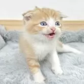 マンチカン(長足)【茨城県・男の子・2025年10月19日・レッドタビー&ホワイト】の写真5