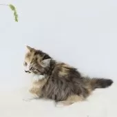 マンチカン(短足)【茨城県・女の子・2025年6月13日・キャリコ】の写真7