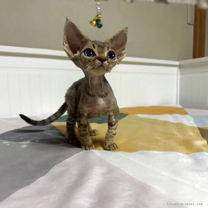 ID：2505-00717の子猫