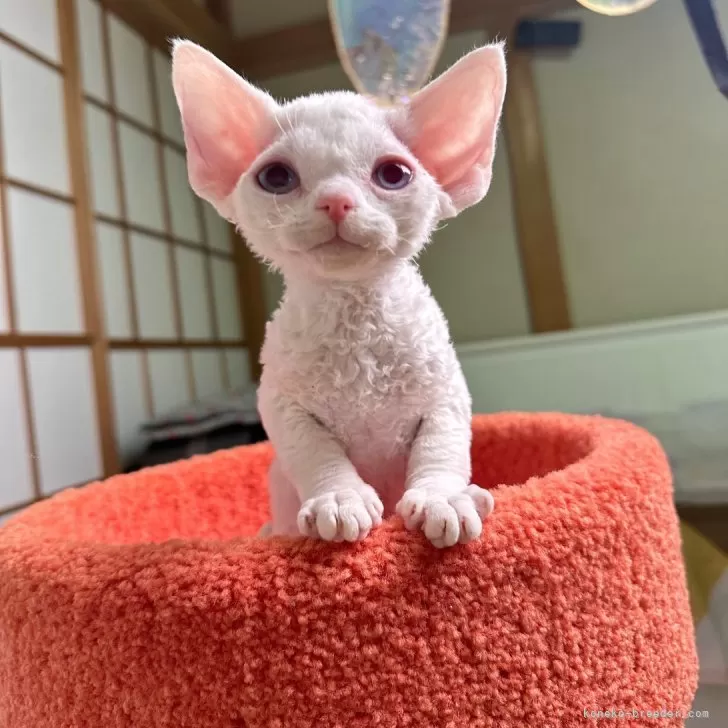 ID:2412-02218の子猫