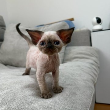 デボンレックス【東京都・男の子・2025年9月23日・シールポイント（可愛い巻き毛。）】の写真「食べるのが大好きで、活発な弟分です。」