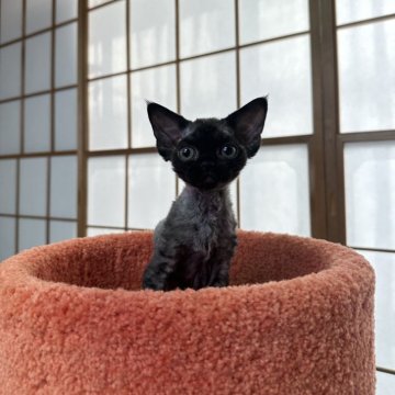 デボンレックス【東京都・女の子・2024年10月30日・スモークブラック（超豊かな巻き毛です❣️）】の写真「柔らかい雰囲気の弟は、とても優しくてかわいいです。」