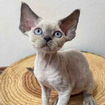 デボンレックス【東京都・男の子・2025年9月23日・ブルーポイント（柔らかい巻き毛。）】の写真「おもちゃが大好きな、活発で甘えん坊な子。」