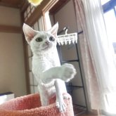 デボンレックス