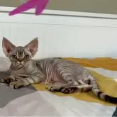 デボンレックス