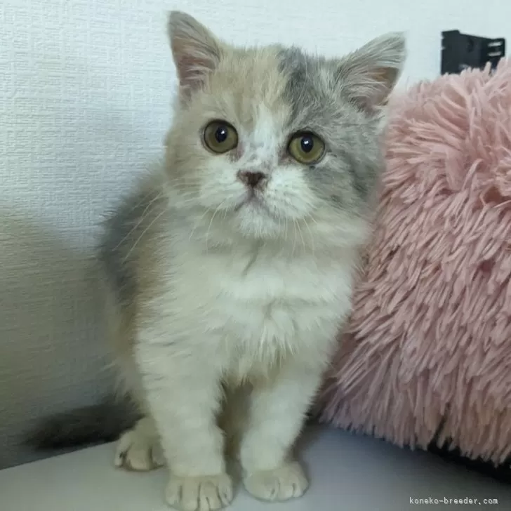 ID:2311-00677の子猫