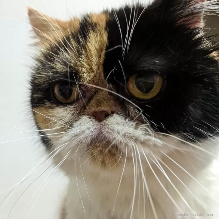 ID：2210-00957の子猫