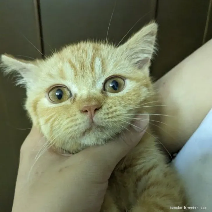 ID：2304-02201の子猫
